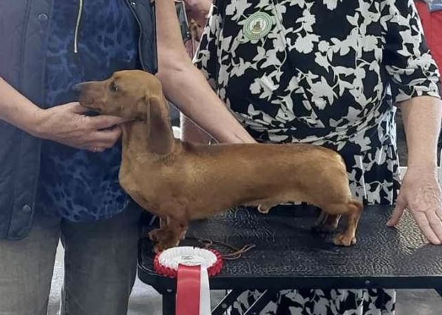 Bronia dachshunds sales